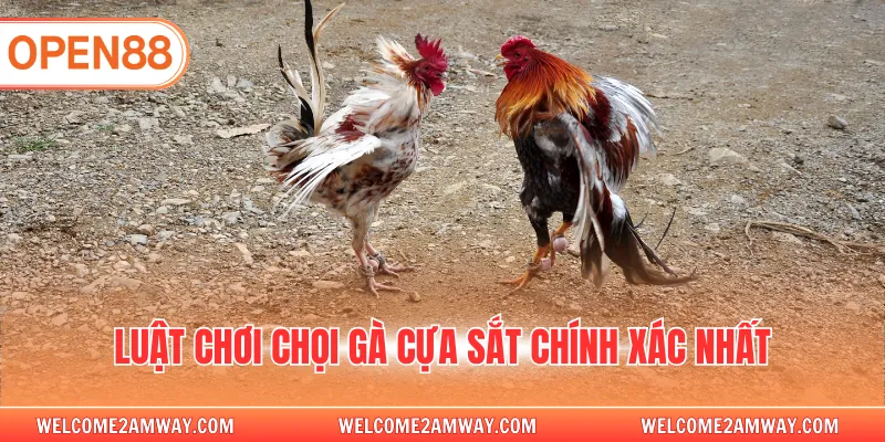 Luật chơi chọi gà cựa sắt chính xác nhất